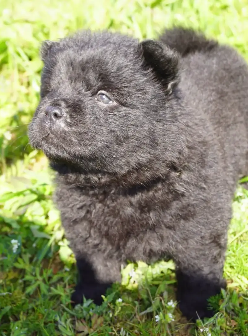 Chow Chow  Bessy Des Bambous De Shunan