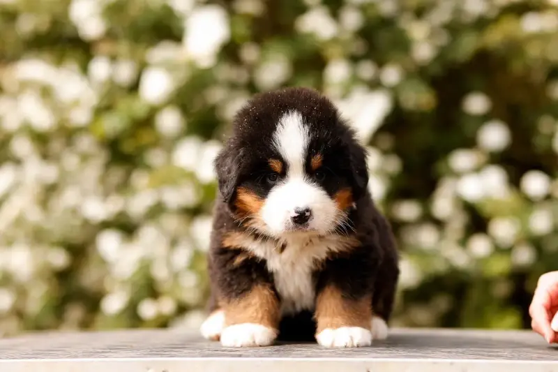 Bouvier Bernois  Chiot 2 De La Vallée De L'Hyrome