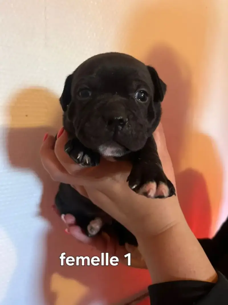 Staffordshire Bull Terrier  Chiot N°3
