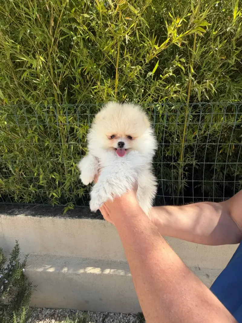Spitz Allemand  Bosco Au Royaume Des B