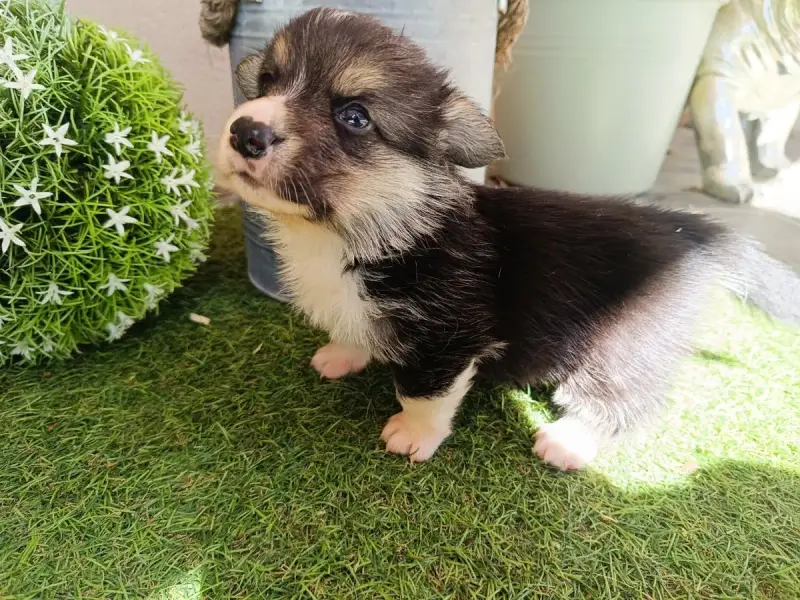 Welsh Corgi Pembroke  Brownie Du Logeo De L'Ixaro