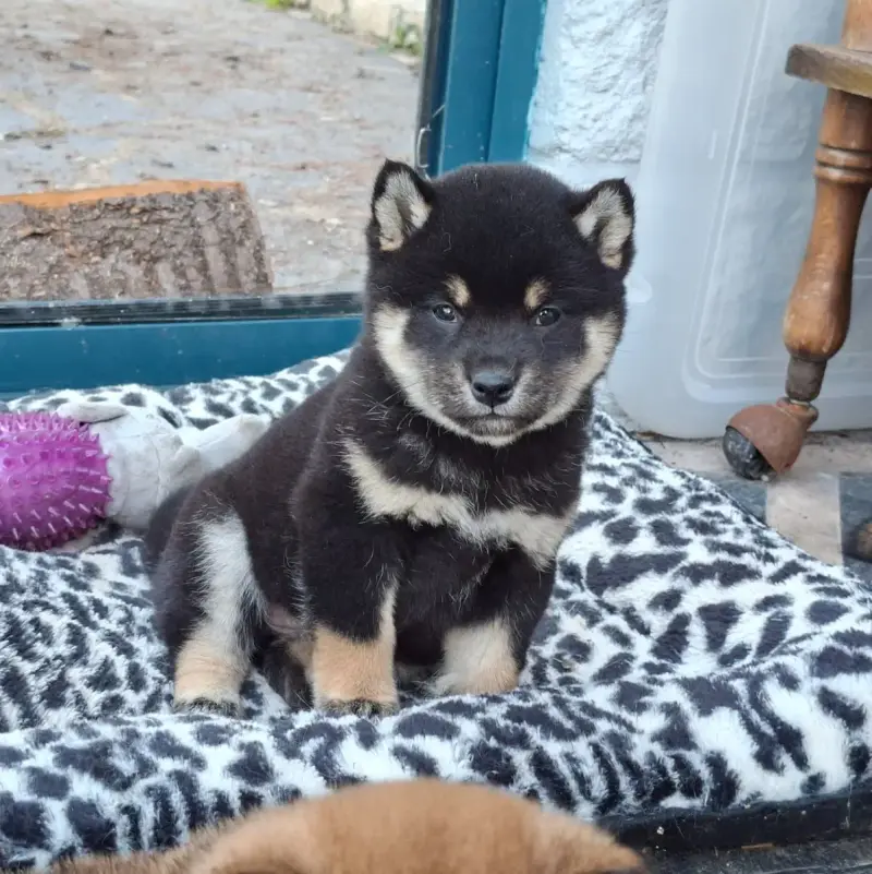 Shiba  Busujima Saeko Of Skystaff Starbuck