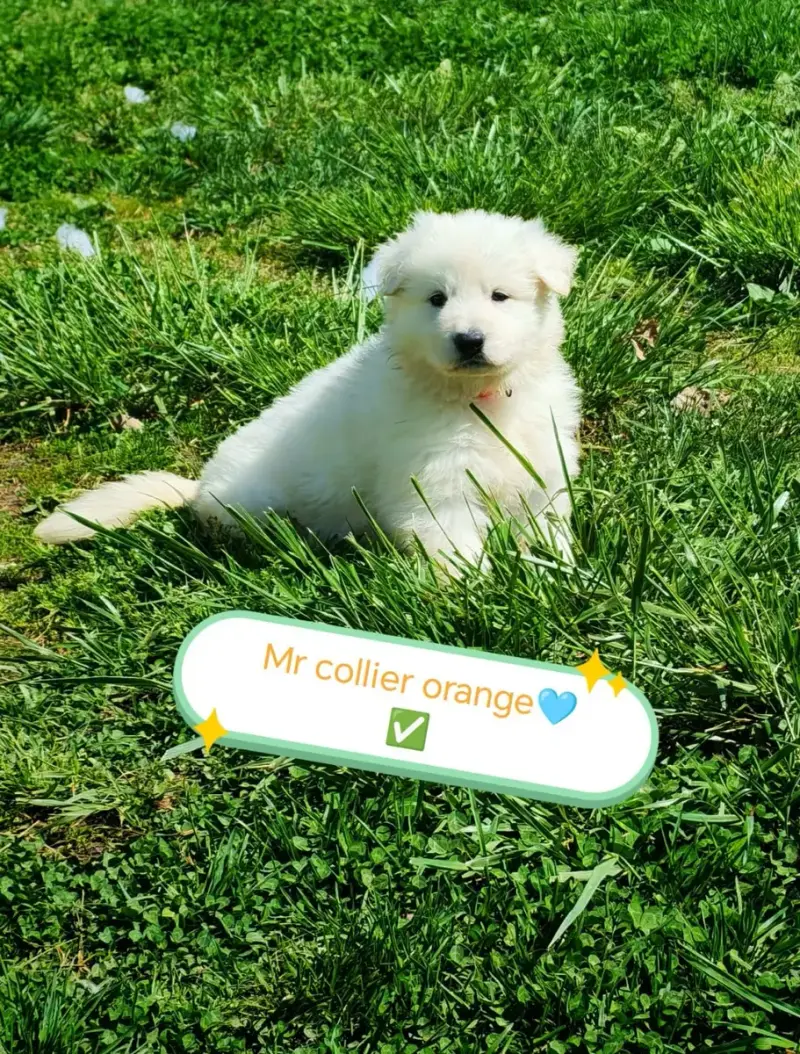 Berger Blanc Suisse  Chiot N°3 De L'Esprit Blanc Des  6f574
