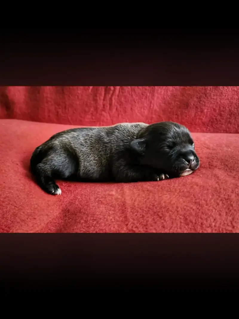 Staffordshire Bull Terrier  Baya De La Taniere Du Sta 2f5db