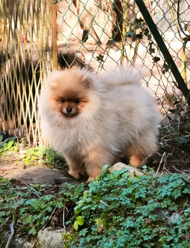 Spitz Allemand