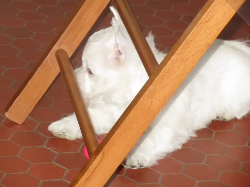 West Highland White Terrier  Barnabé Des O'Connelli f8aa5