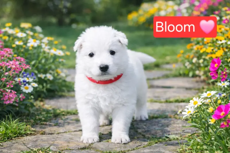 Berger Blanc Suisse  Bloom Des Hauts De Menaurupt
