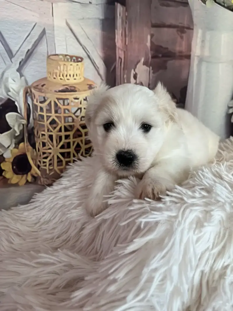 Coton De Tulear  Babar Des Trois G