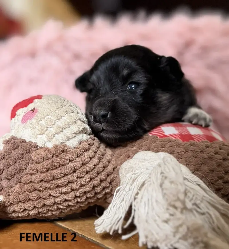 Chien Finnois De Laponie