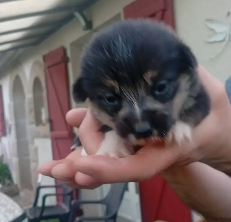 Welsh Corgi Pembroke  Chiot N°2 Du Regard De Bianca bd2f0