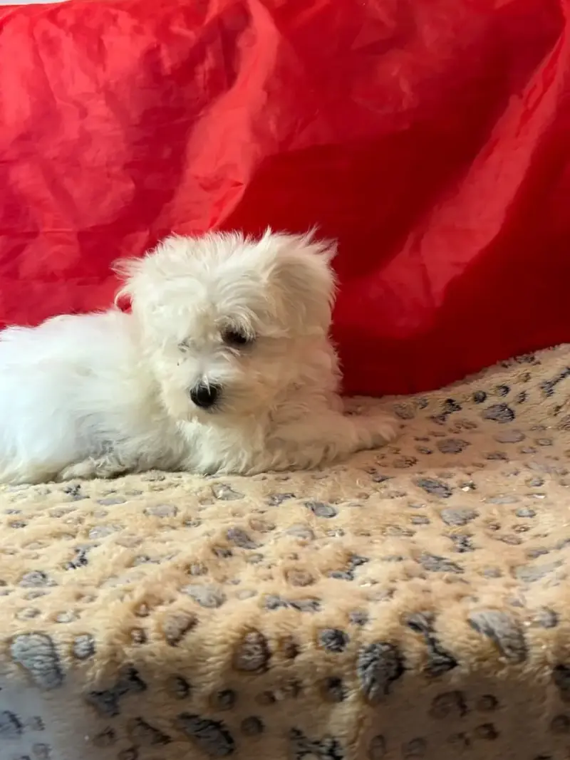 Coton De Tulear  Bob Du Hameau De Roxane