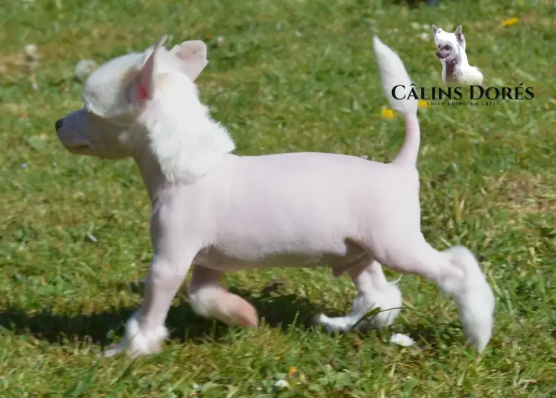 Chien Chinois À Crête  Bogosse Des Câlins Dorés