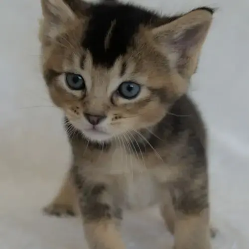 Chatons Caracats