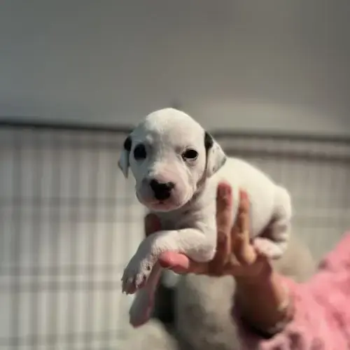 Chiots Dalmatiens Lof