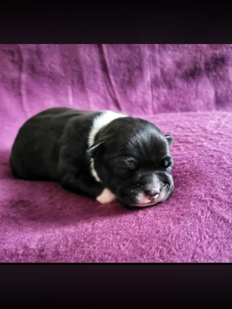 Staffordshire Bull Terrier  Billy The Kid De La Tanie 28c14