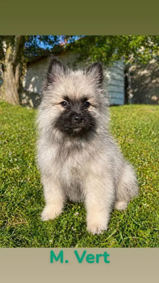 Spitz Allemand  "Vert" B.... Du Royaume Des Khaleesis 5e5b8
