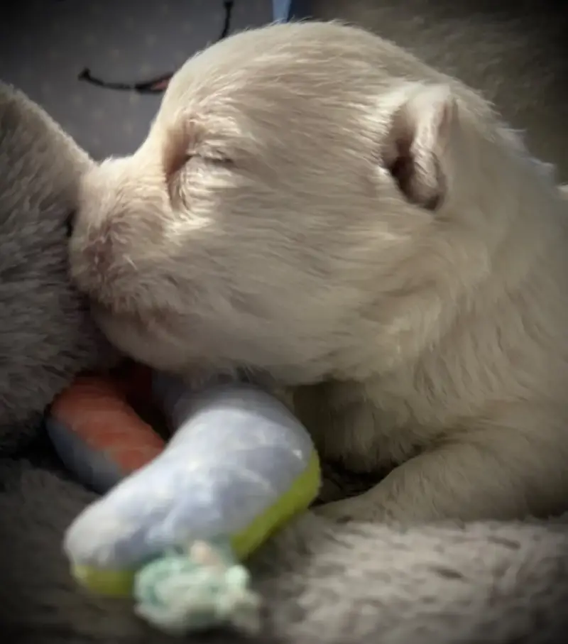 West Highland White Terrier  Chiot N°3 De La Douce So a5f77