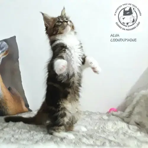 Alva Chaton