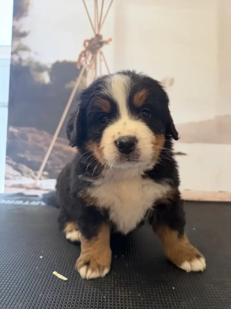 Bouvier Bernois  Buddy -