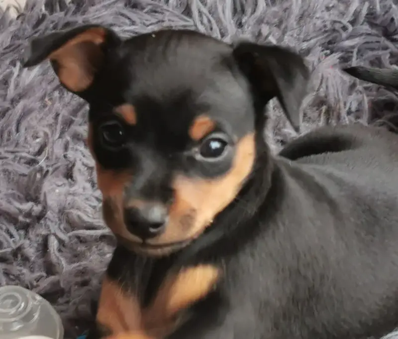Pinscher Nain  Chiot N°1