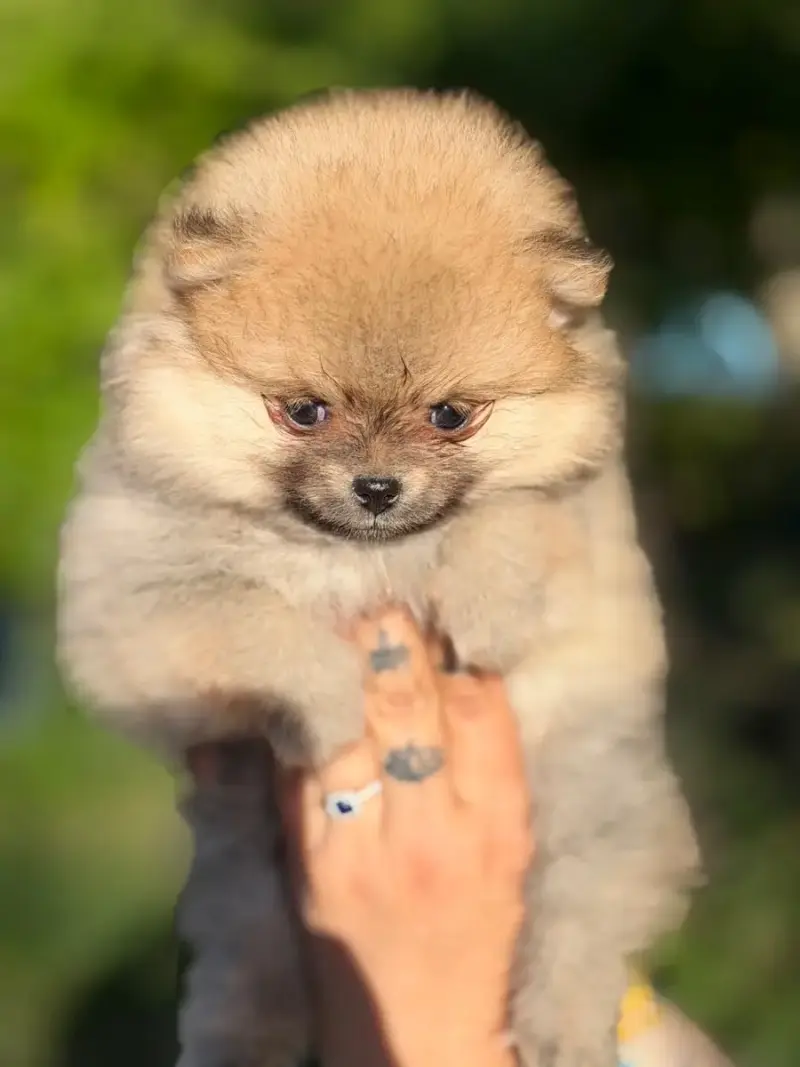 Spitz Allemand  Chiot N°3 Of The Dark Sea