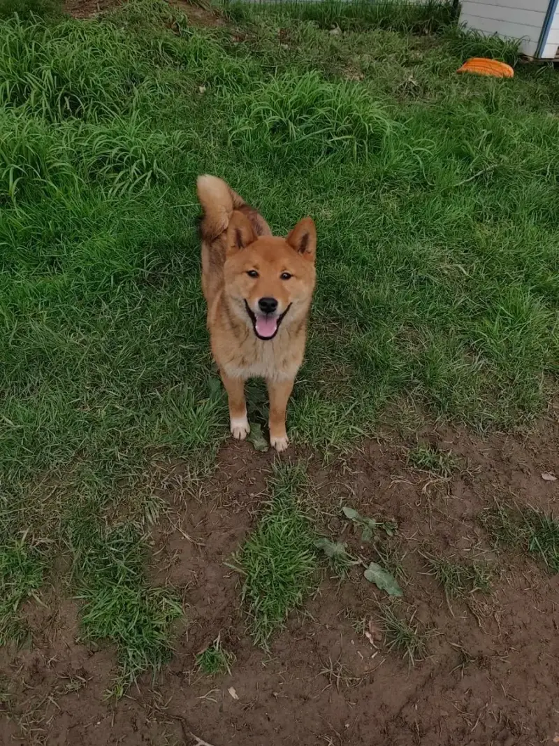 Shiba  Aki Du Domaine Menez Niji