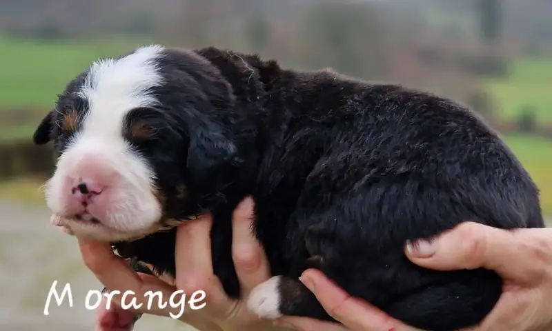 Bouvier Bernois  M Orange De La Colline D'Eole