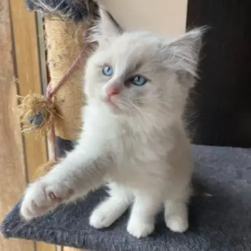 Chaton Ragdoll A Reserver