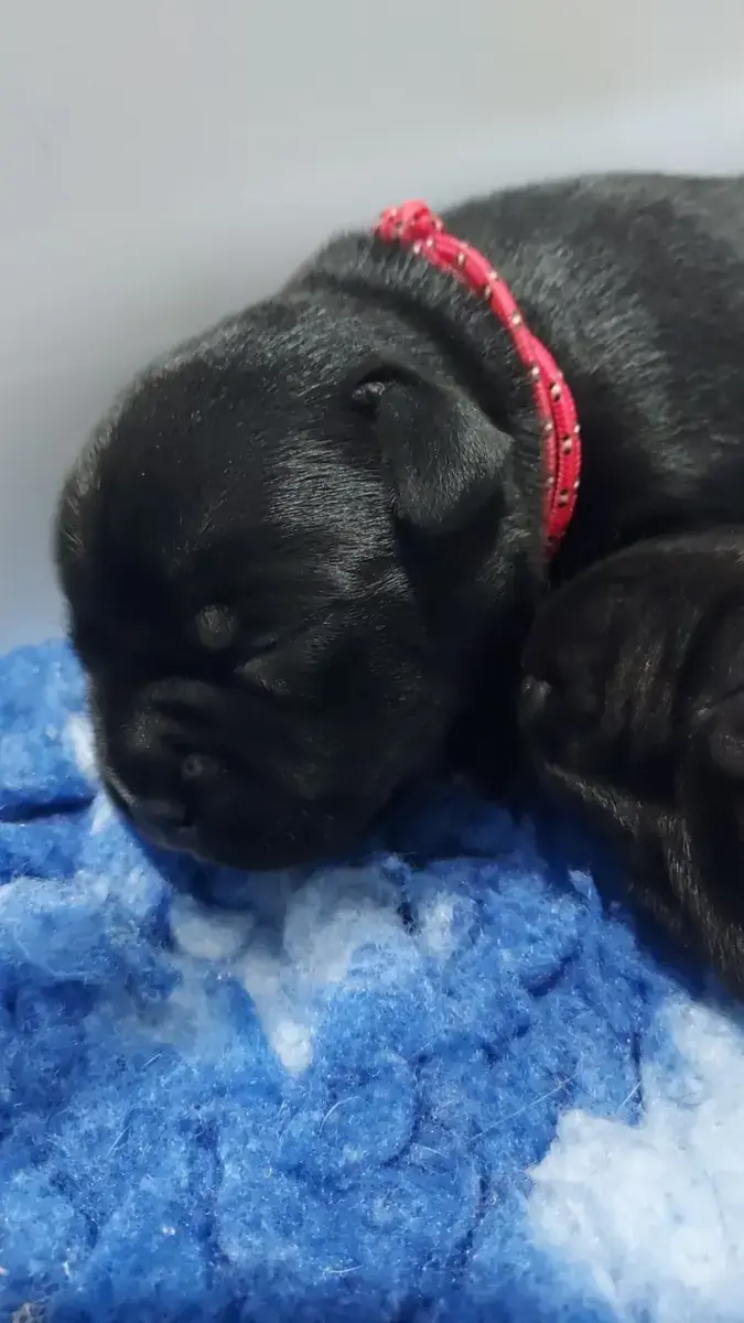 Staffordshire Bull Terrier  Chiot 4 Du Domaine O'Razz 78f14