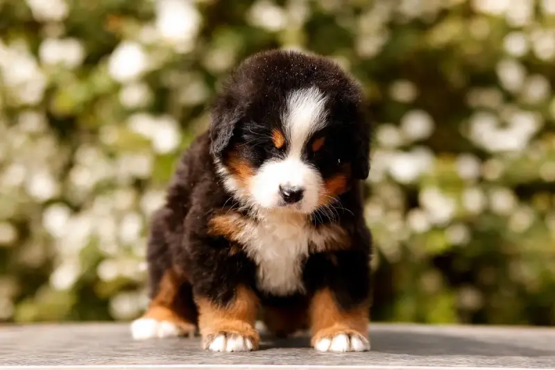 Bouvier Bernois  Chiot 6 De La Vallée De L'Hyrome
