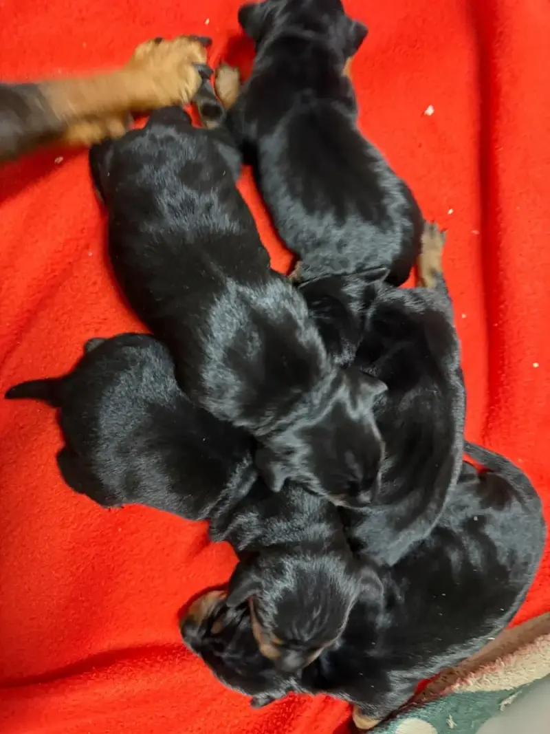 Pinscher Nain  Chiot N°1 Du Moulin De Madjurie