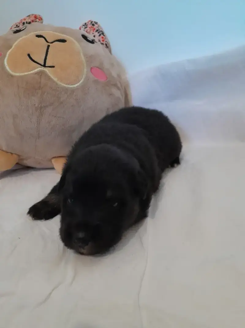 Chien Finnois De Laponie  Chiot 1 Les Etoiles De Cleh 8226f
