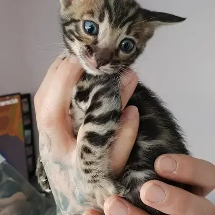 Chatons Bengals Silver Charcoal Et Brown