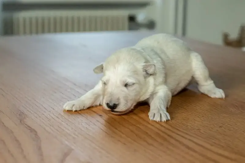 Berger Blanc Suisse  B Des Trois Land
