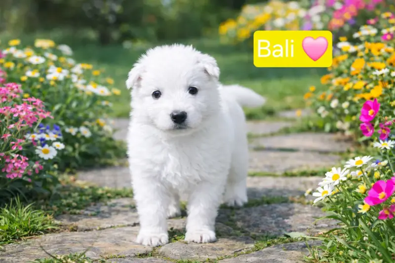 Berger Blanc Suisse  Bali Des Hauts De Menaurupt