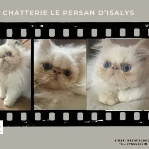 Chatons Mâles Crème Point