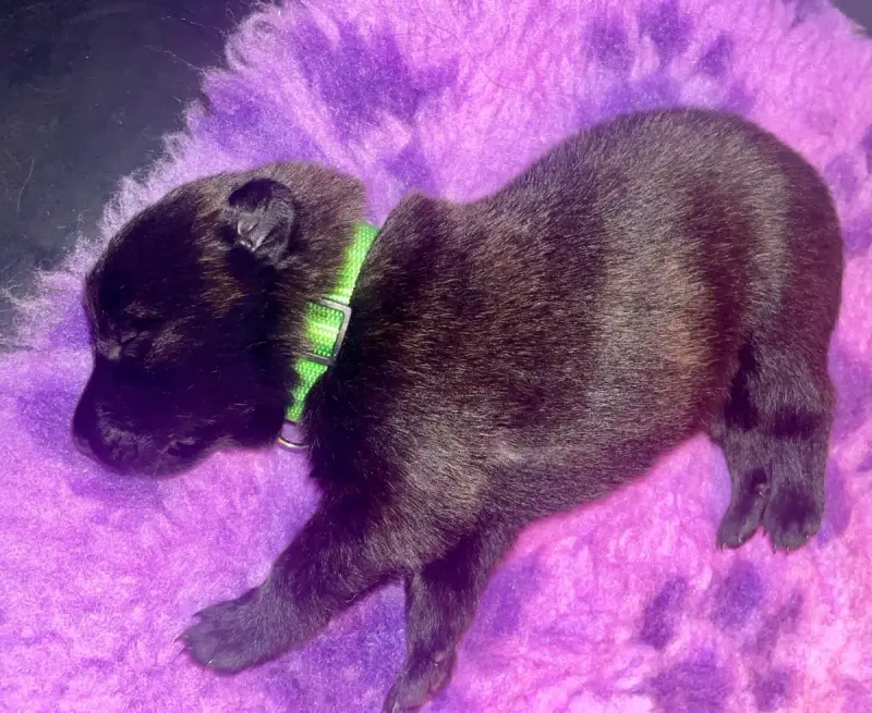 Berger Hollandais  Chiot Vert Du Domaine De Tanaris ee0ec