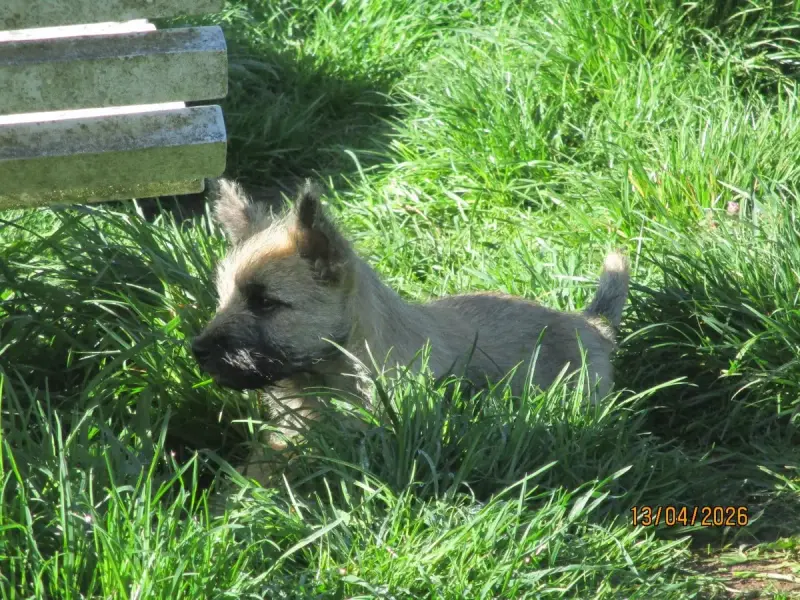 Cairn Terrier  Chiot 2 Des Cedres De Bourdane