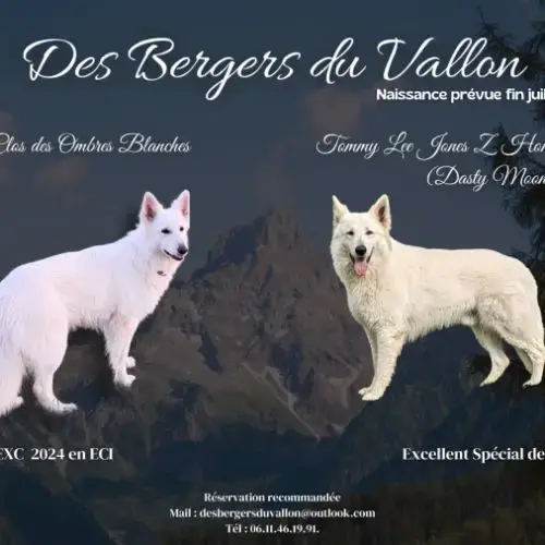 Chiots Bergers Blancs Suisses Lof À Réserver