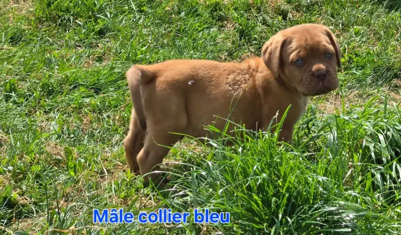 Dogue De Bordeaux  Banjo De L'Elite Royal Dog