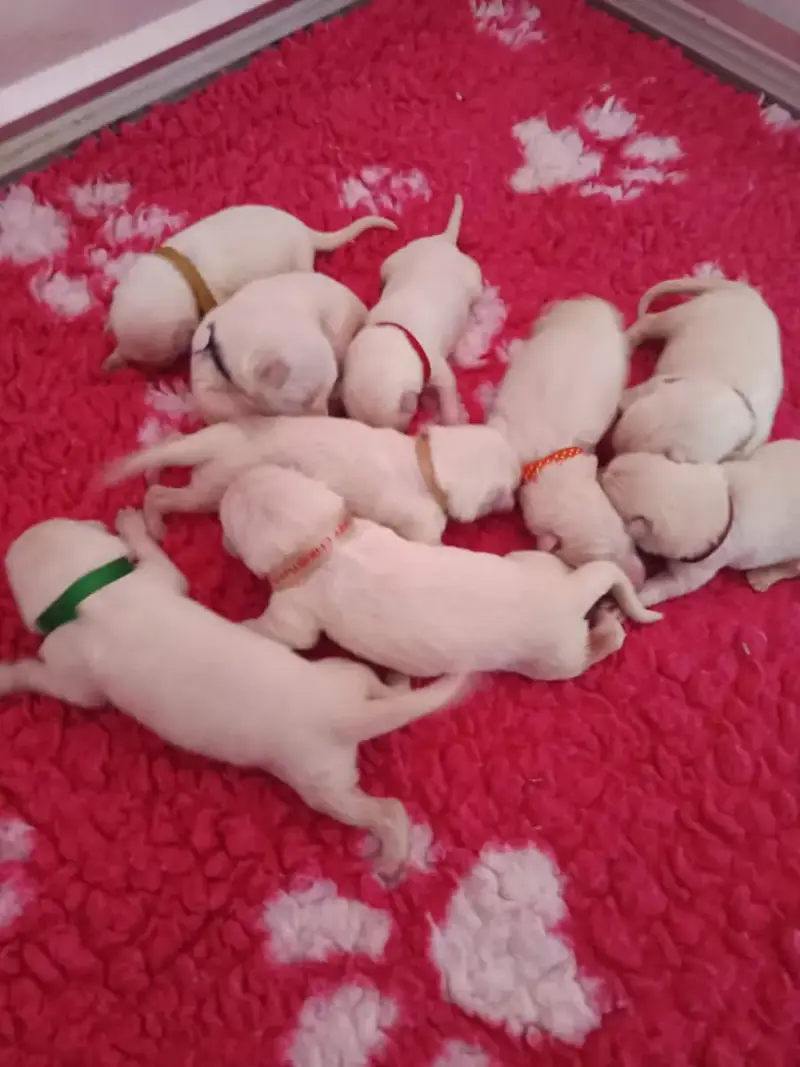 Berger Blanc Suisse