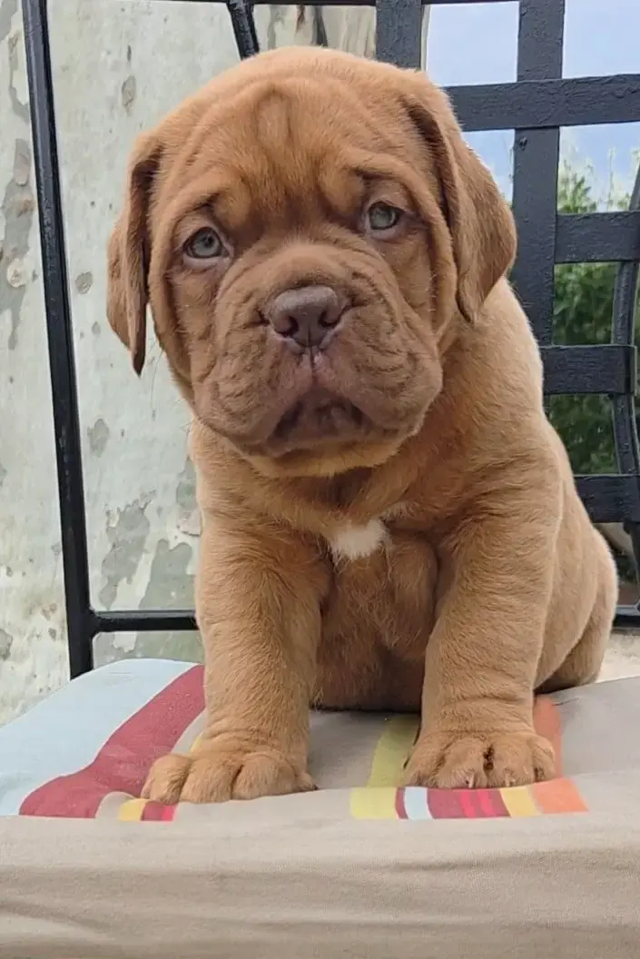 Dogue De Bordeaux  Chiot N°1 De La Riviere De Sunny 762da