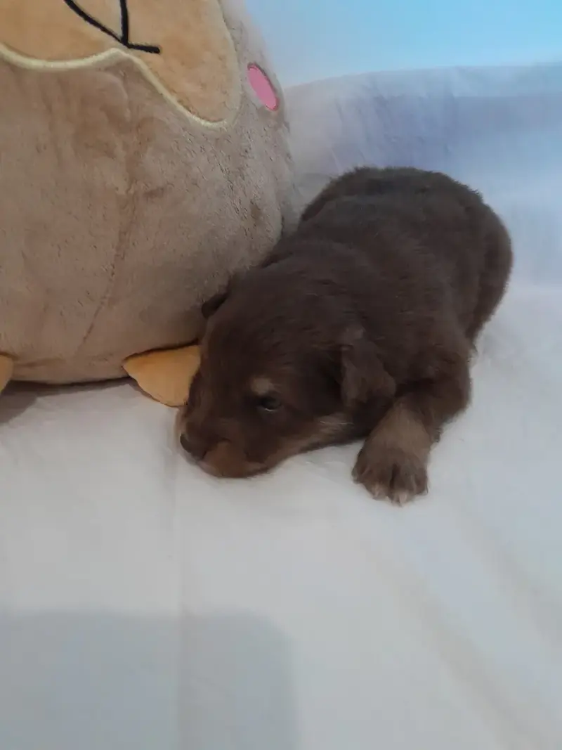 Chien Finnois De Laponie  Chiot 3 Les Etoiles De Cleh b78aa