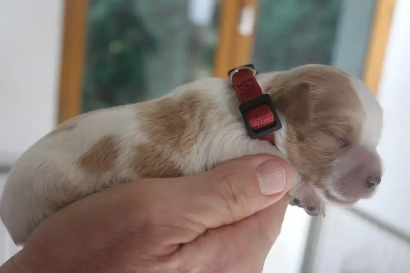 Epagneul Breton  Chiot 4 Collier Rouge Des T'Chiots P 93aac
