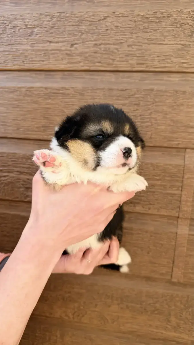 Welsh Corgi Pembroke  Chiot N°5 Des Anges D'Héra