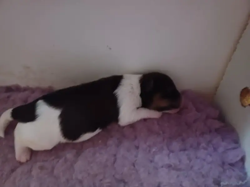 Bichon Havanais  Chiot N°5 Maniri
