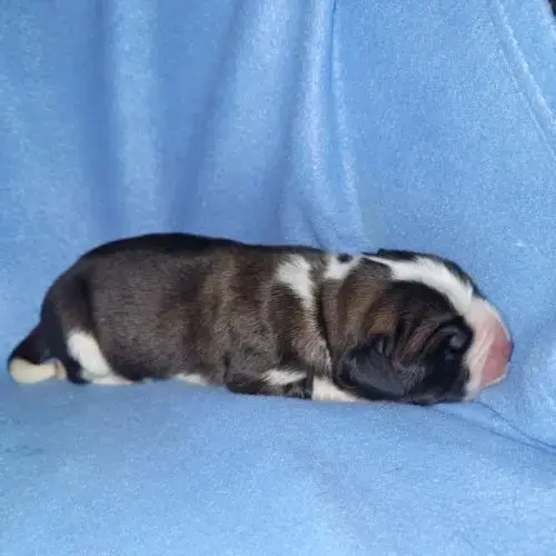 Chiots Saint Bernard Lof