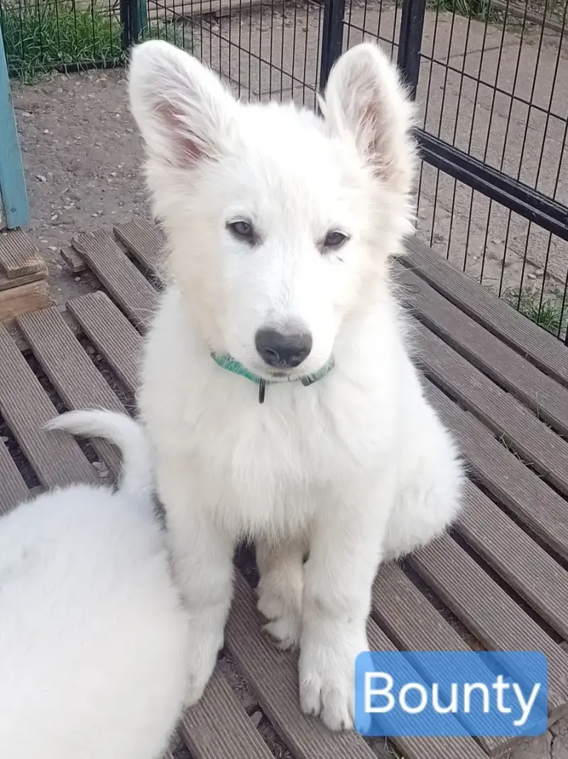 Berger Blanc Suisse  Bounty De La Légende Boréale