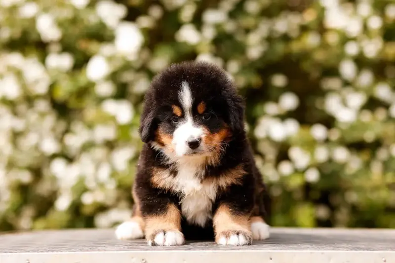 Bouvier Bernois  Chiot 3 De La Vallée De L'Hyrome