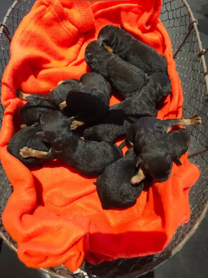 Airedale Terrier  Chiot 9 Des Marais De Suire